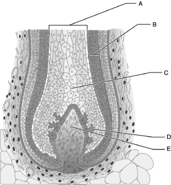 <strong> Figure 5.2 Use the diagram above to answer the following questions. Which letter indicates the innermost portion of hair that is comprised of large epithelial cells and air spaces?</strong> A) A B) B C) C D) D E) E