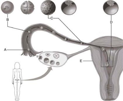 <strong> Figure 3.1 Use the diagram above to answer the following questions. Which letter indicates the zygote?</strong> A) A B) B C) C D) D E) E