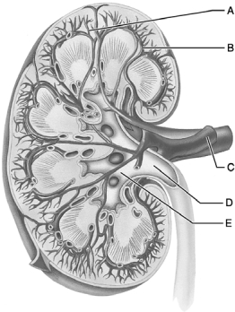 <strong> Figure 24.1 Use the diagram above to answer the following questions. Identify the letter that indicates the blood vessel that carries oxygenated blood to the kidney.</strong> A) A B) B C) C D) D E) E