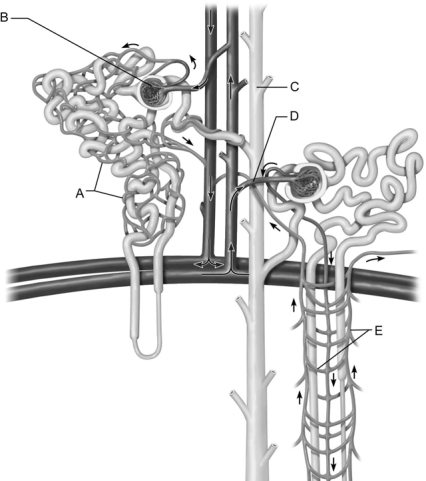 <strong> Figure 24.2 Use the diagram above to answer the following questions. Identify the letter that indicates the region of the nephron with receptors sensitive to antidiuretic hormone (ADH).</strong> A) A B) B C) C D) D E) E