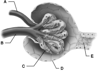 <strong> Figure 24.3 Use the diagram above to answer the following questions. Identify the letter that indicates the visceral layer of the glomerular capsule.</strong> A) A B) B C) C D) D E) E