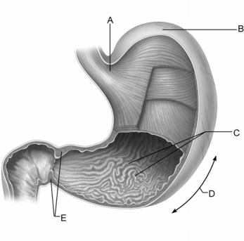 <strong> Figure 23.1 Use the diagram above to answer the following questions. Identify the letter that indicates the cardia of the stomach.</strong> A) A B) B C) C D) D E) E