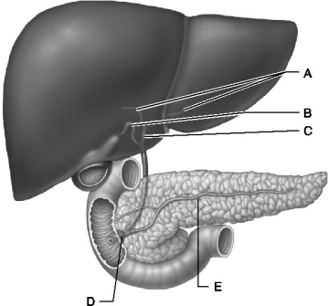 <strong> Figure 23.2 Use the diagram above to answer the following questions. Identify the letter that indicates the cystic duct.</strong> A) A B) B C) C D) D E) E
