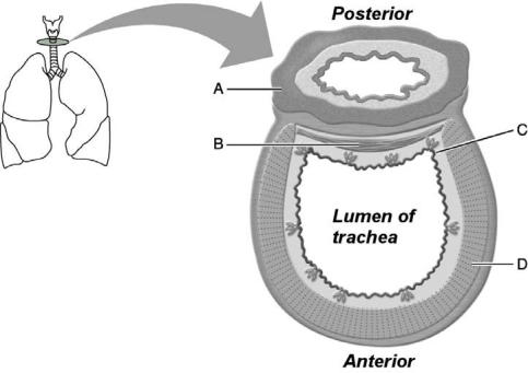 <strong> Figure 22.2 Use the diagram above to answer the following questions. Identify the letter that indicates the soft wall of the trachea allows the esophagus to expand anteriorly.</strong> A) A B) B C) C D) D E) E