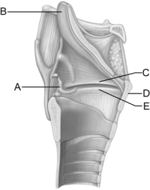 <strong> Figure 22.3 Use the diagram above to answer the following questions. Identify the letter that indicates the cartilage that has a laryngeal prominence that is also known as the ʺAdamʹs apple.ʺ</strong> A) A B) B C) C D) D E) E