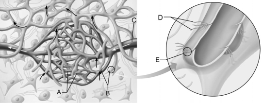 <strong> Figure 21.1 Use the diagram above to answer the following questions. Identify the letter that indicates the unique arrangement of endothelial cells that make up lymphatic capillaries.</strong> A) A B) B C) C D) D E) E