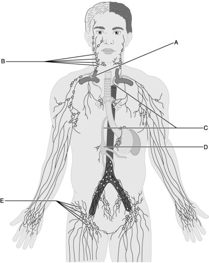 <strong> Figure 21.2 Use this illustration to answer the following questions. Identify the letter that indicates the first structure to receive lymph from both the lumbar and intestinal trunks and is located on the surface of L1 and L2 vertebrae.</strong> A) A B) B C) C D) D E) E