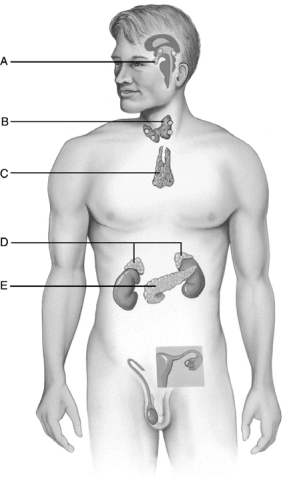 <strong> Figure 17.1 Use the diagram above to answer the following questions. Identify the letter that indicates an organ that secretes hormones controlling blood sugar levels.</strong> A) A B) B C) C D) D E) E