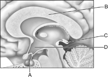 <strong> Figure 17.2 Use the diagram above to answer the following questions. Identify the letter that indicates a gland that regulates circadian rhythms.</strong> A) A B) B C) C D) D E) E
