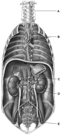 <strong> Figure 15.1 Use the diagram above to answer the following questions. Which letter indicates the aortic plexus?</strong> A) A B) B C) C D) D E) E