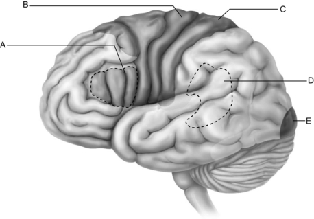 <strong> Figure 13.1 Use the diagram above to answer the following questions. Which letter indicates an area that is characterized by huge neurons known as pyramidal cells?</strong> A) A B) B C) C D) D E) E