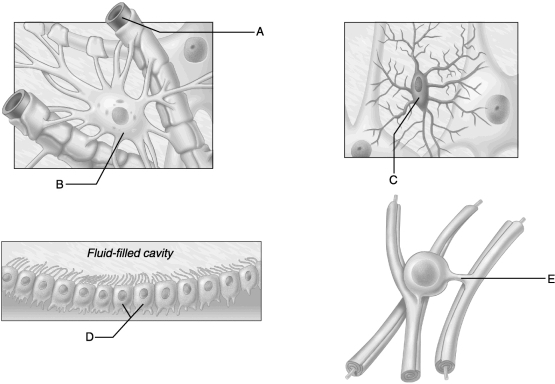 <strong> Figure 12.2 Use the diagrams above to answer the following questions. Identify which diagram represents cells that produce and circulate cerebrospinal fluid.</strong> A) A B) B C) C D) D E) E