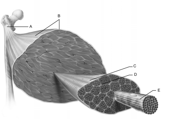 <strong> Figure 10.1 Use the diagram above to answer the following questions. Identify the letter that indicates the endomysium.</strong> A) A B) B C) C D) D E) E