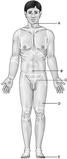 <strong>Use the diagram below to answer the following questions. Figure 1.1 Which letter indicates the mental region?</strong> A) A B) B C) C D) D E) E