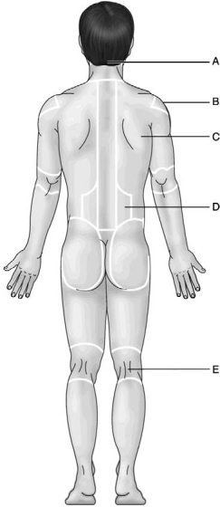 <strong> Figure 1.2 Use the diagram above to answer the following questions. Which letter indicates the acromial region?</strong> A) A B) B C) C D) D E) E