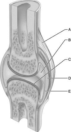 <strong> Figure 9.1 Use the diagram above to answer the following questions. Which letter indicates the joint/articular cavity that contains a small amount of synovial fluid?</strong> A) A B) B C) C D) D E) E