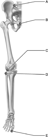 <strong> Figure 9.2 Use the diagram above to answer the following questions. Which letter indicates an example of an interphalangeal joint?</strong> A) A B) B C) C D) D E) E