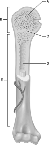 <strong> Figure 6.1 Use the diagram above to answer the following questions. Which letter indicates what is known, in a growing juvenile, as the epiphyseal plate?</strong> A) A B) B C) C D) D E) E