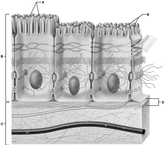 <strong> Figure 4.1 Use the diagram above to answer the following questions. Which letter indicates microvilli?</strong> A) A B) B C) C D) D E) E