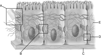 <strong> Figure 4.2 Use the diagram above to answer the following questions. Which letter indicates the acellular layer that acts as a selective filter and a scaffold for regenerating epithelial cells?</strong> A) A B) B C) C D) D E) E