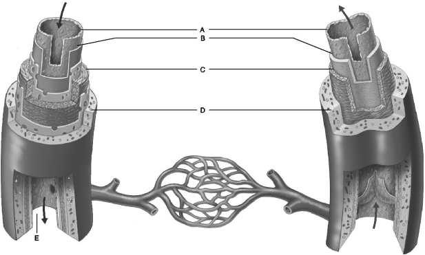 Figure 20.1 Use the diagram above to answer the following questions. -Identify the letter that indicates a connective tissue layer consisting of longitudinal collagen fibers.