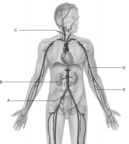 Figure 20.2 Use the diagram above to answer the following questions. -Identify the letter that indicates the renal artery.