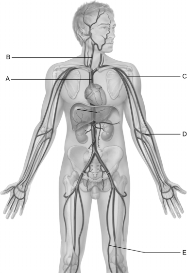 Figure 20.3 Use the diagram above to answer the following questions. -Identify the letter that indicates the vessel that arises from the union of the left and right brachiocephalic veins.