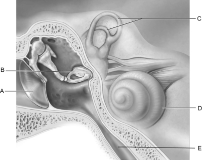 <strong> Figure 16.1 Use the diagram above to answer the following questions. Identify the letter that indicates the structure that is called the cochlea.</strong> A) A B) B C) C D) D E) E