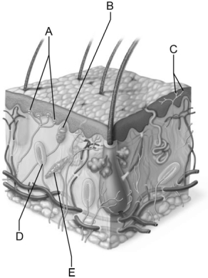 <strong> Figure 14.1 Use the diagram above to answer the following questions. Which letter indicates a lamellar corpuscle (Pacinian corpuscle) that rapidly adapts to deep pressure stimuli?</strong> A) A B) B C) C D) D E) E