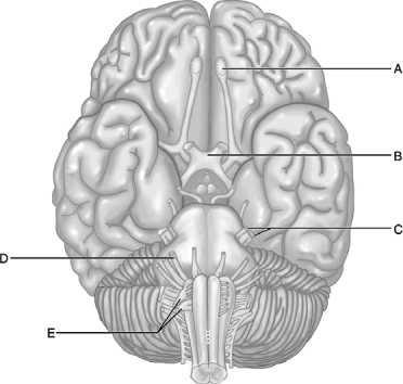 <strong> Figure 14.2 Use the diagram above to answer the following questions. Which letter indicates the cranial nerve that has three major branches?</strong> A) A B) B C) C D) D E) E