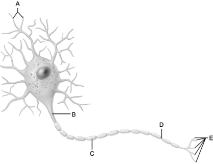 <strong> Figure 12.1 Use the diagram pictured above to answer the following questions. Identify the letter that indicates the region of a neuron where neurotransmitters are released.</strong> A) A B) B C) C D) D E) E
