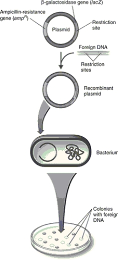 <strong>Figure 9.4 In Figure 9.4, the bacteria transformed with the recombinant plasmid and plated on media containing ampicillin and X- gal will</strong> A) form blue, ampicillin- sensitive colonies. B) form white, ampicillin- resistant colonies. C) form white, ampicillin- sensitive colonies. D) form blue, ampicillin- resistant colonies. E) not grow.