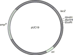 <strong>Figure 9.5 Which of the following methods would be used to introduce the plasmid shown in Figure 9.5 into E. coli?</strong> A) microinjection B) Ti plasmids and Agrobacterium C) gene guns D) transformation