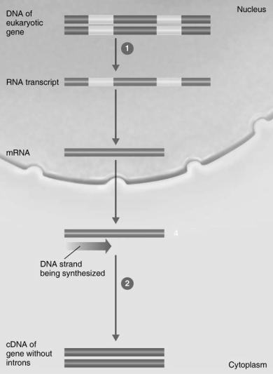<strong>Figure 9.2 In Figure 9.2, the enzyme in step 2 is</strong> A) RNA polymerase. B) DNA polymerase. C) spliceosome. D) reverse transcriptase. E) DNA ligase.