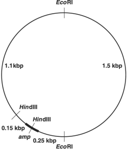 <strong>Figure 9.1 In Figure 9.1, after digestion with the appropriate restriction enzyme, what is the smallest piece containing the ampicillin- resistance (amp) gene?</strong> A) 0.17 kbp B) 0.25 kbp C) 1.08 kbp D) 1.50 kbp E) 3.00 kbp