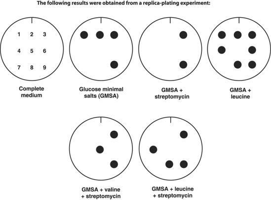 <strong>Figure 8.1 In Figure 8.1, which colonies are streptomycin- resistant and leucine- requiring?</strong> A) 5 and 6 B) 4, 6, and 8 C) 1, 2, 3, and 9 D) 4 and 8 E) 3 and 9