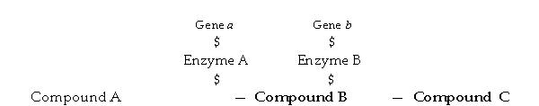 <strong>Figure 8.3 - Metabolic Pathway In Figure 8.3, if enzyme A is an inducible enzyme,</strong> A) compound C would bind to the repressor. B) compound B would bind to enzyme A. C) compound A would bind to the repressor. D) compound C would react with gene a. E) compound A would react with enzyme B.