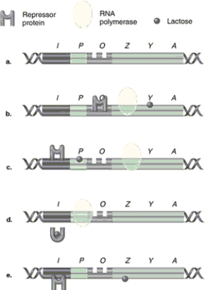 <strong>Figure 8.5 In Figure 8.5, which model of the lac operon correctly shows RNA polymerase, lactose, and repressor protein when the structural genes are being transcribed?</strong> A) a B) b C) c D) d E) e