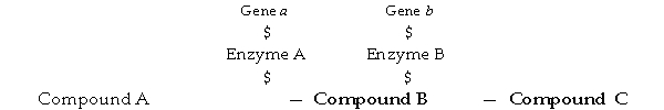 <strong>Figure 8.3 - Metabolic Pathway In Figure 8.3, if enzyme A is a repressible enzyme, compound C would</strong> A) bind to the enzyme. B) bind to RNA polymerase. C) bind to gene a. D) always be in excess. E) bind to the corepressor.