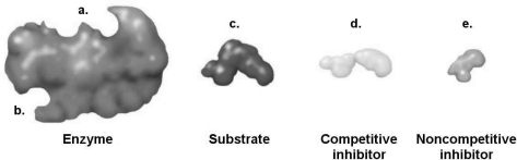 <strong>Figure 5.3 How would a noncompetitive inhibitor interfere with a reaction involving the enzyme shown in Figure 5.3?</strong> A) It would bind to a. B) It would bind to b. C) It would bind to c. D) It would bind to d. E) The answer cannot be determined based on the information provided.