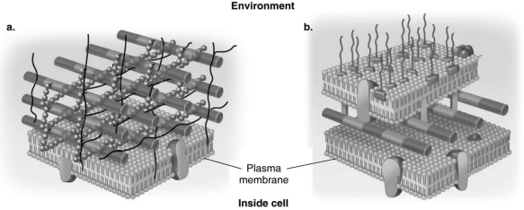 <strong>Figure 4.3 In Figure 4.3, which diagram of a cell wall is decolorized by alcohol?</strong> A) a B) b C) both a and b D) neither a nor b E) The answer cannot be determined based on the information provided.