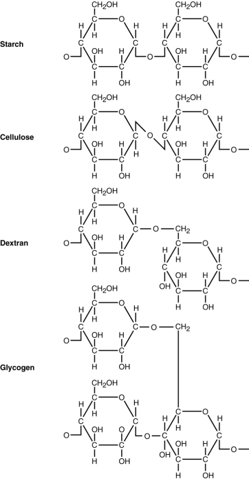 Figure 2.5 Use Figure 2.5 to answer the following. Starch, cellulose, dextran, and glycogen are polysaccharides. How are they similar? To what are their different properties due? Why can't an enzyme that hydrolyzes starch degrade cellulose?