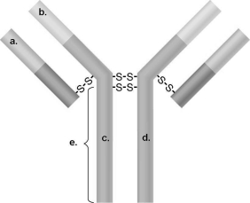 <strong>Figure 17.2 In Figure 17.2, which areas are similar for all IgG antibodies?</strong> A) a and b B) a and c C) b and c D) c and d E) b and d