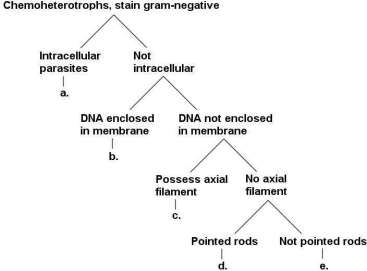 <strong>Figure 11.1 What is group c. in the key shown in Figure 11.1?</strong> A) fusobacteria B) chlamydiae C) planctomycetes D) bacteroidetes E) spirochaetes