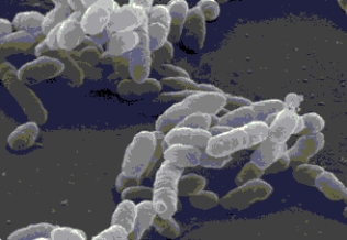 <strong>Figure 1.1 The bacterial shape of the cells in Figure 1.1 would best be described as</strong> A) coccus. B) bacillus. C) ovoid. D) columnar. E) spiral.