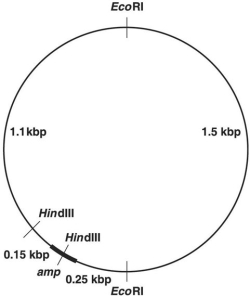 <strong>Figure 9.1 In Figure 9.1, after digestion with the appropriate restriction enzyme, what is the smallest piece containing the entire ampicillin-resistance (amp) gene?</strong> A) 0.17 kbp B) 0.25 kbp C) 1.50 kbp D) 3.00 kbp E) 1.08 kbp