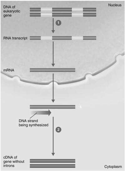 <strong>Figure 9.2 In Figure 9.2, the enzyme in step 1 is</strong> A) DNA polymerase. B) RNA polymerase. C) reverse transcriptase. D) DNA ligase. E) spliceosome.