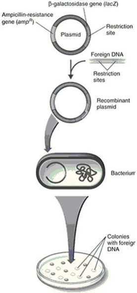 <strong>Figure 9.4 In Figure 9.4, the bacteria transformed with the recombinant plasmid and plated on media containing ampicillin and X-gal will</strong> A) form blue, ampicillin-sensitive colonies. B) form white, ampicillin-resistant colonies. C) form blue, ampicillin-resistant colonies. D) form white, ampicillin-sensitive colonies. E) not grow.