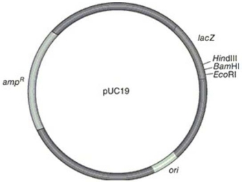 <strong>Figure 9.5 A source of heat-stable DNA polymerase is</strong> A) Saccharomyces cerevisiae. B) Pseudomonas. C) Thermus aquaticus. D) Bacillus thuringiensis. E) Agrobacterium tumefaciens.
