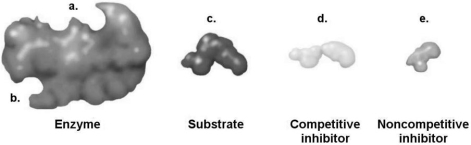 Figure 5.3 How would a noncompetitive inhibitor interfere with a reaction involving the enzyme shown in Figure 5.3?